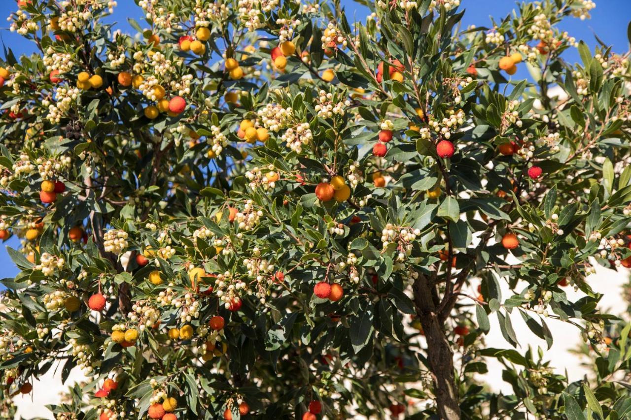 Masseria Lilei Lizzanello ภายนอก รูปภาพ