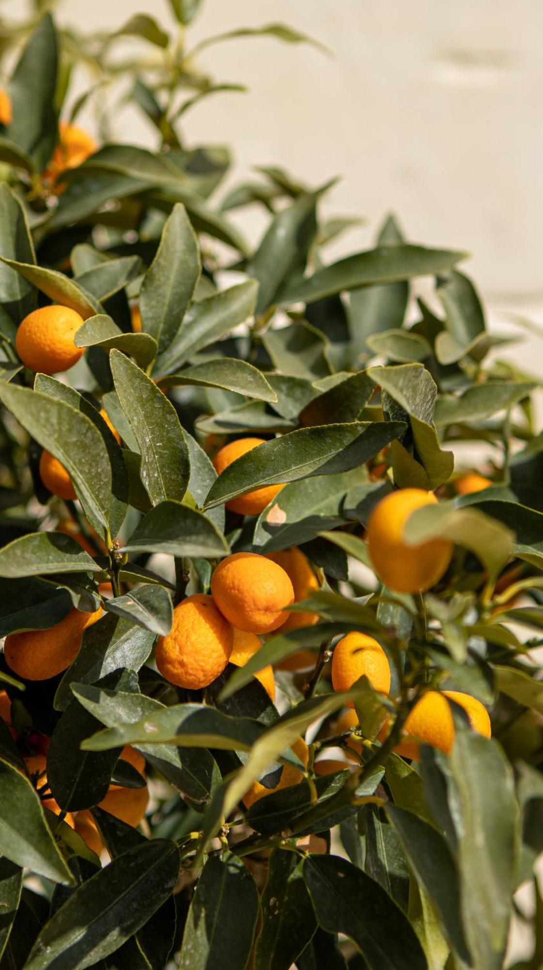 Masseria Lilei Lizzanello ภายนอก รูปภาพ